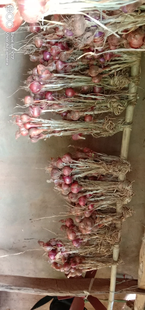 13. ଡ଼େଚ୍ଚାନି ପିଆଜି