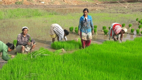 ପାଲା ଜେବନ୍‌